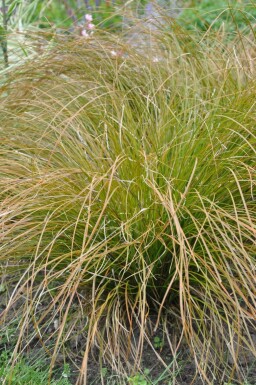 Oranjezegge Carex testacea 'Prairie Fire' 5-10 Pot P9 Carex testacea 'Prairie Fire'