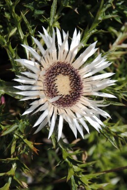 Zilverdistel Carlina acaulis simplex 5-10 Pot P9