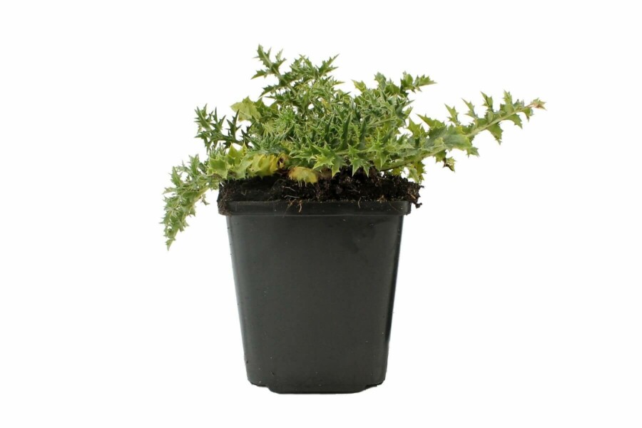 Zilverdistel Carlina acaulis simplex 5-10 Pot P9 Carlina acaulis simplex