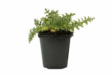 Zilverdistel Carlina acaulis simplex 5-10 Pot P9 Carlina acaulis simplex