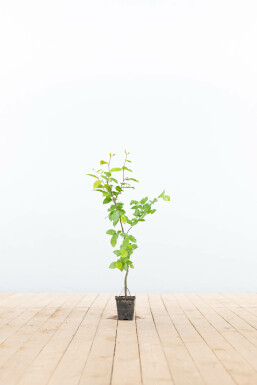 Haagbeuk Carpinus betulus 30-40 Pot P9 Beuk / Haagbeuk Carpinus Betulus 30-40 cm