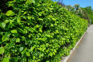 Beuk / Haagbeuk Carpinus Betulus 30-40 cm