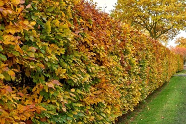 Beuk / Haagbeuk Carpinus Betulus 30-40 cm