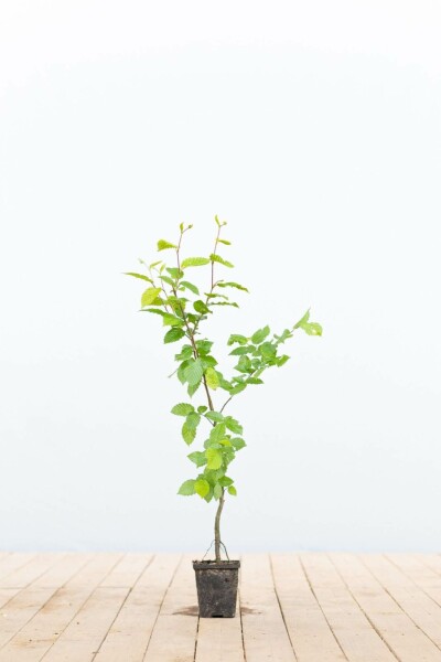Beuk / Haagbeuk Carpinus Betulus 30-40 cm