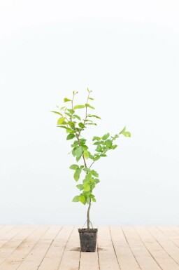 Haagbeuk Carpinus betulus 30-40 Pot P9 Beuk / Haagbeuk Carpinus Betulus 30-40 cm