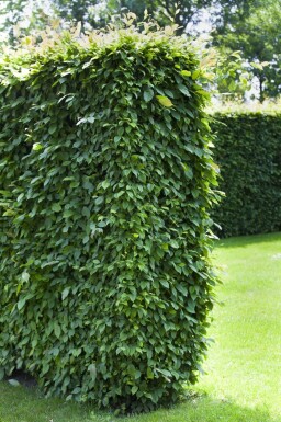 Beuk / Haagbeuk Carpinus Betulus 30-40 cm