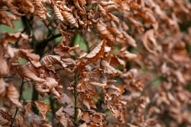 Beuk / Haagbeuk Carpinus Betulus 30-40 cm