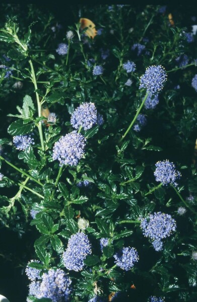 Ceanothus 'Blue Mound' C2 20-30