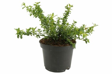 Ceanothus 'Blue Mound' C2 20-30