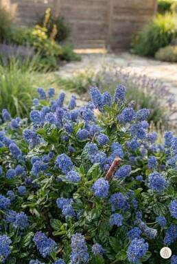 Ceanothus thyrsiflorus 'Repens' struik 20-30 cm