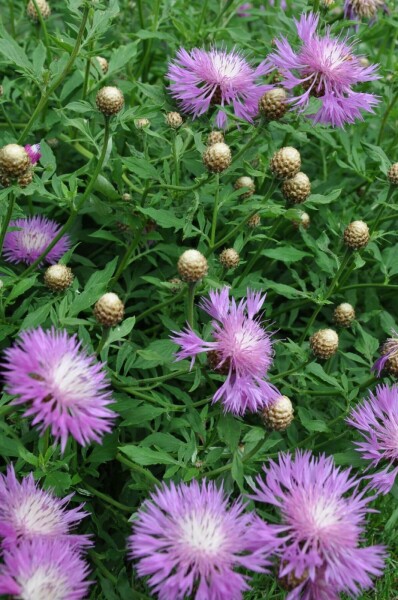 Centaurie Centaurea dealbata 5-10 Pot P9 Centaurea dealbata
