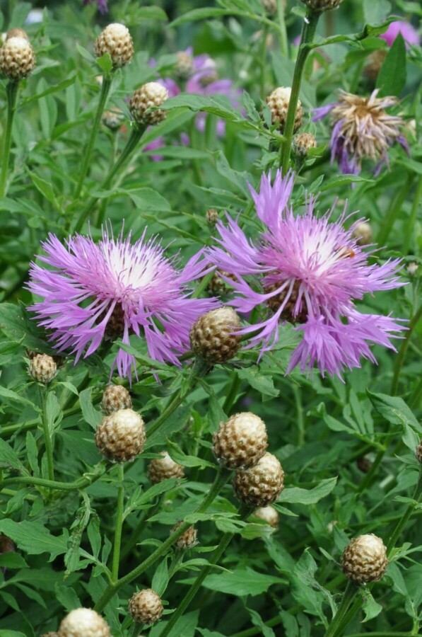 Centaurie Centaurea dealbata 5-10 Pot P9 Centaurea dealbata