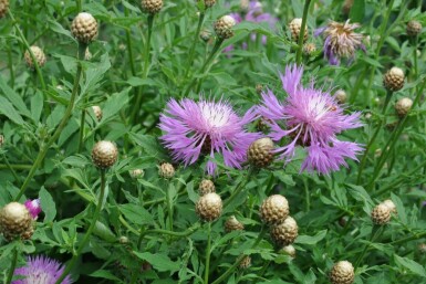 Centaurie Centaurea dealbata 5-10 Pot P9 Centaurea dealbata