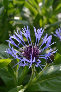 Bergkorenbloem Centaurea montana 5-10 Pot P9 Centaurea montana