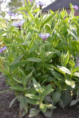 Bergkorenbloem Centaurea montana 5-10 Pot P9 Centaurea montana