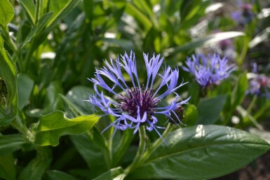 Bergkorenbloem Centaurea montana 5-10 Pot P9 Centaurea montana