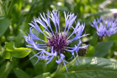 Bergkorenbloem Centaurea montana 5-10 Pot P9