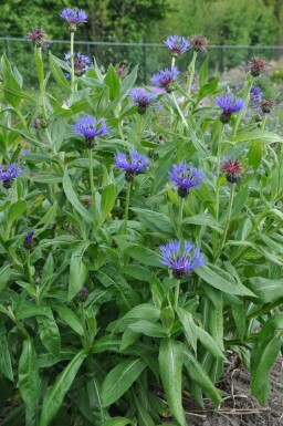 Korenbloem Centaurea montana 'Coerulea' 5-10 Pot P9