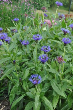 Korenbloem Centaurea montana 'Coerulea' 5-10 Pot P9 Centaurea montana 'Coerulea'