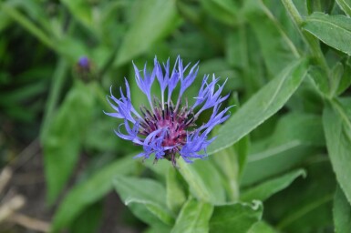 Korenbloem Centaurea montana 'Coerulea' 5-10 Pot P9 Centaurea montana 'Coerulea'