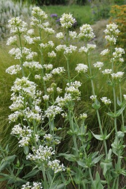 Witte spoorbloem Centranthus ruber 'Albus' 5-10 Pot P9