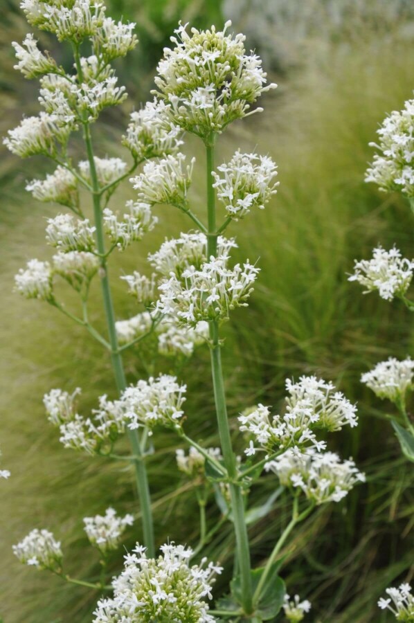 Witte spoorbloem Centranthus ruber 'Albus' 5-10 Pot P9 Centranthus ruber 'Albus'
