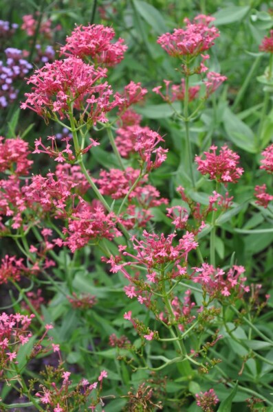 Spoorbloem Centranthus ruber 'Coccineus' 5-10 Pot P9 Centranthus ruber 'Coccineus'