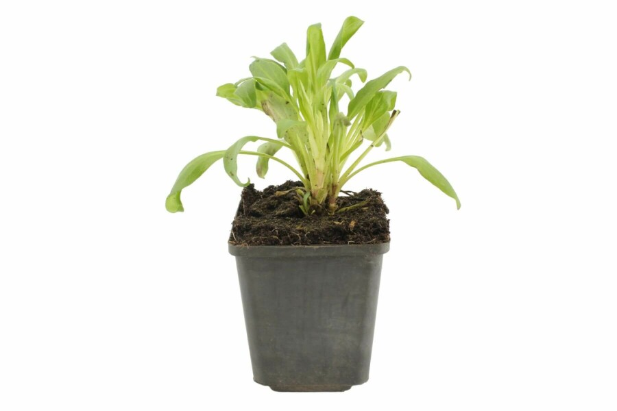 Spoorbloem Centranthus ruber 'Coccineus' 5-10 Pot P9 Centranthus ruber 'Coccineus'