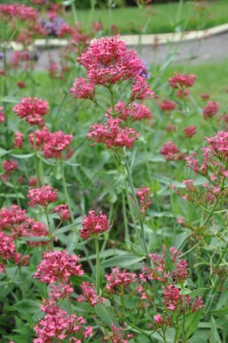 Spoorbloem Centranthus ruber 'Coccineus' 5-10 Pot P9 Centranthus ruber 'Coccineus'