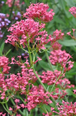 Spoorbloem Centranthus ruber 'Coccineus' 5-10 Pot P9 Centranthus ruber 'Coccineus'