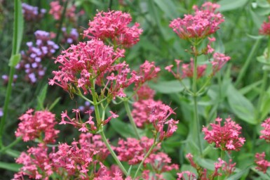 Spoorbloem Centranthus ruber 'Coccineus' 5-10 Pot P9 Centranthus ruber 'Coccineus'