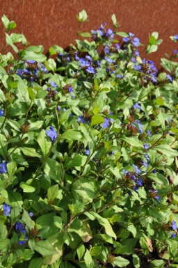 Loodkruid Ceratostigma plumbaginoides 10-15 Pot C2 Ceratostigma plumbaginoides
