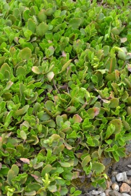 Goudkorrel Chiastophyllum oppositifolium 5-10 Pot P9 Chiastophyllum oppositifolium