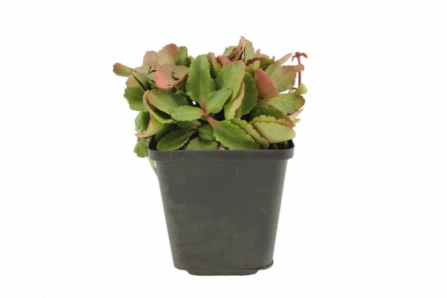 Goudkorrel Chiastophyllum oppositifolium 5-10 Pot P9 Chiastophyllum oppositifolium