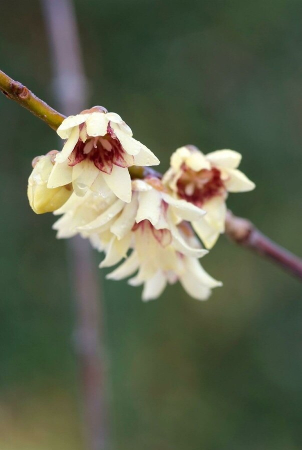 Winterzoet Chimonanthus praecox Struik 80-100 Pot C10 Chimonanthus praecox struik 80-100 cm
