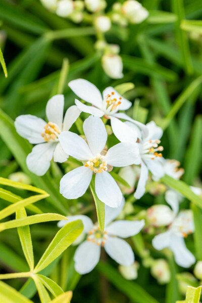 Choisya Choisya ternata 'Aztec Pearl' Struik 40-50 Pot C10 Choisya ternata 'Aztec Pearl' struik 40-50 cm