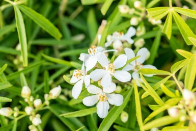 Choisya Choisya ternata 'Aztec Pearl' Struik 40-50 Pot C10 Choisya ternata 'Aztec Pearl' struik 40-50 cm