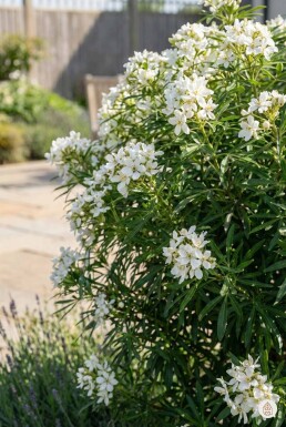 Choisya ternata 'Aztec Pearl' struik 40-50 cm
