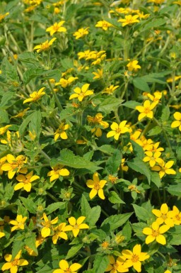 Goudster Chrysogonum virginianum 5-10 Pot P9 Chrysogonum virginianum