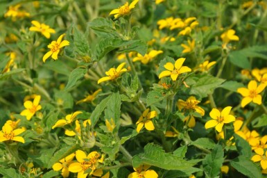 Goudster Chrysogonum virginianum 5-10 Pot P9 Chrysogonum virginianum