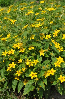 Goudster Chrysogonum virginianum 5-10 Pot P9 Chrysogonum virginianum