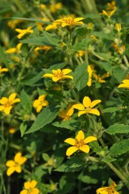 Goudster Chrysogonum virginianum 5-10 Pot P9 Chrysogonum virginianum