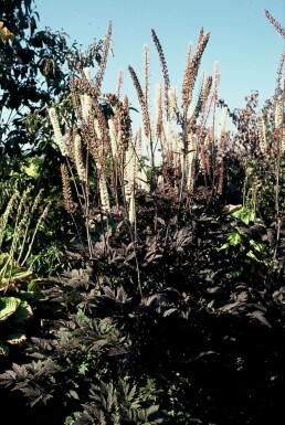 Zilverkaars Cimicifuga simplex 'Atropurpurea' 5-10 Pot P9