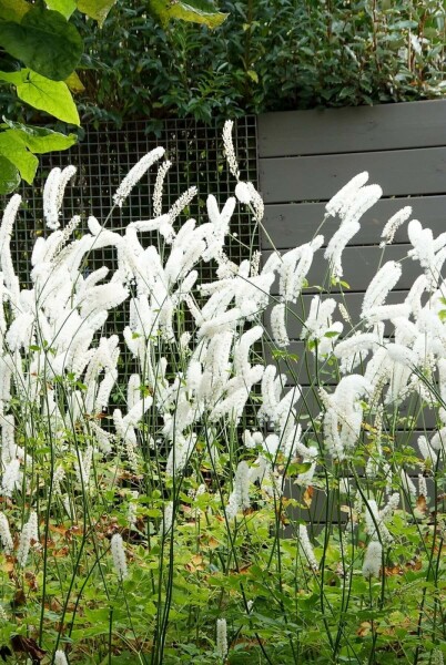 Zilverkaars Cimicifuga simplex 'White Pearl' 5-10 Pot P9 Cimicifuga simplex 'White Pearl'