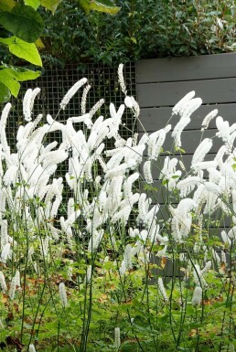 Zilverkaars Cimicifuga simplex 'White Pearl' 5-10 Pot P9