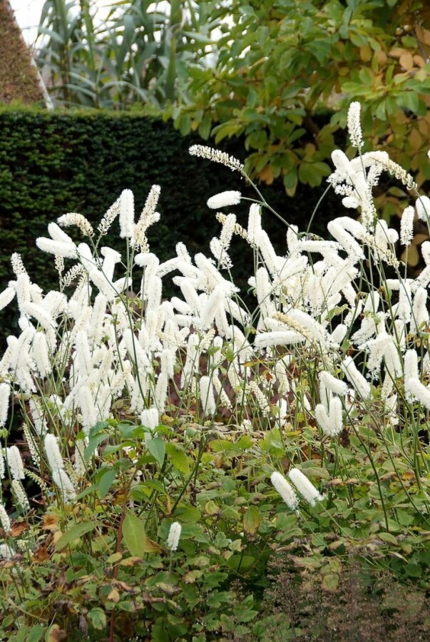 Zilverkaars Cimicifuga simplex 'White Pearl' 5-10 Pot P9 Cimicifuga simplex 'White Pearl'