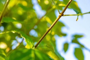Clerodendrum trichotomum C12 100-125
