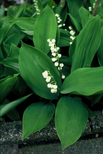 Lelietje-van-Dalen Convallaria maJalis 5-10 Pot P9 Convallaria maJalis