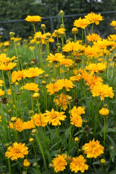 Meisjesogen Coreopsis grandiflora 'Early Sunrise' 5-10 Pot P9 Coreopsis grandiflora 'Early Sunrise'