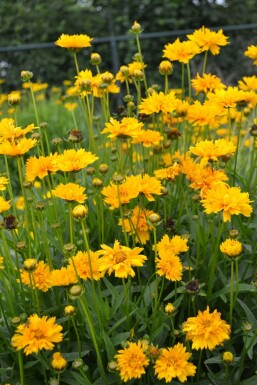 Meisjesogen Coreopsis grandiflora 'Early Sunrise' 5-10 Pot P9 Coreopsis grandiflora 'Early Sunrise'